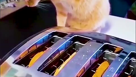 Funny vidéo