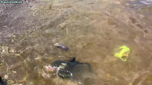 Sea Animal Toys on the Shore this Summer