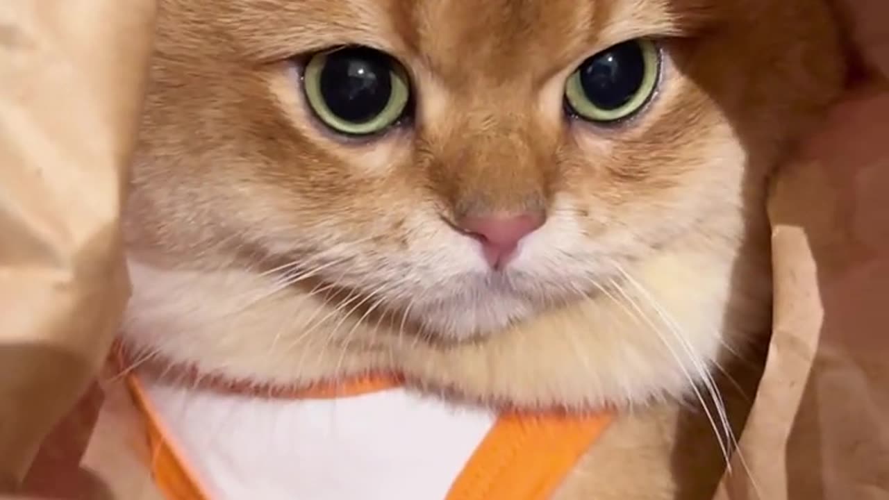 Cute CAT ❤️😘❤️