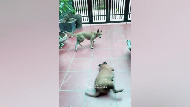 Kittens walk with a tiny chicken