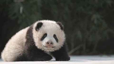 Xue Bao, the giant panda