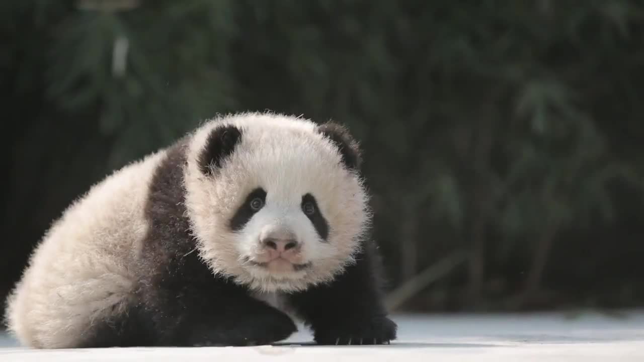 Xue Bao, the giant panda