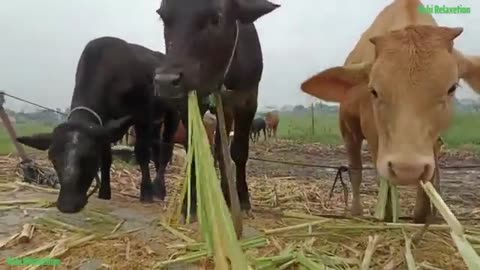 Cute cows