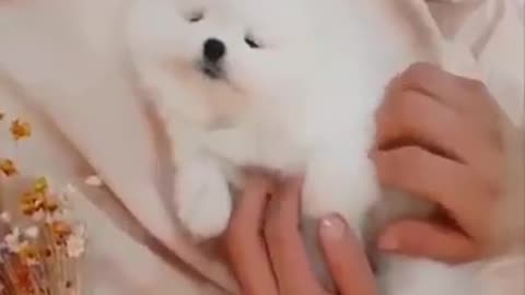 Cute puppy #dog #dog lover's