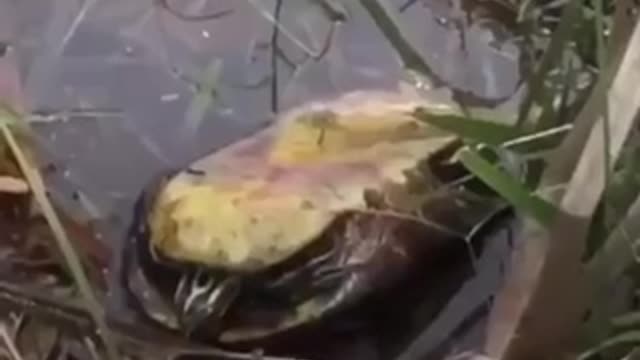 Fluoride fundamentals, what’s in a municipal drinking water?