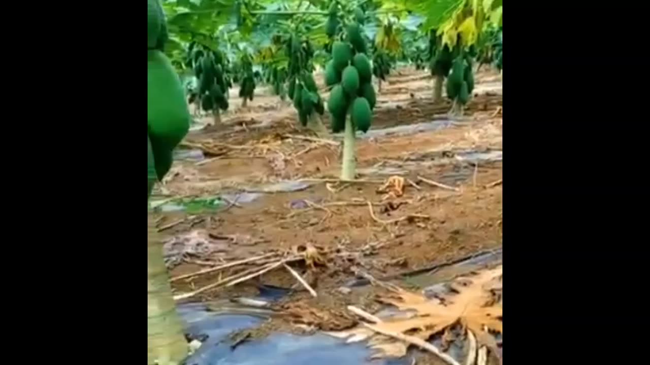 Papayas farming techniques #fruitgarden