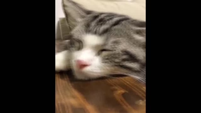 Cute animals #20