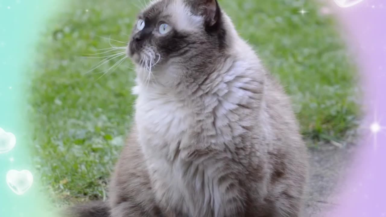 Beautiful cat clip looking around a beautiful cat