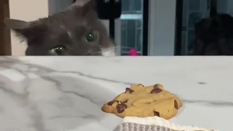 Did someone say cookies? 😸
