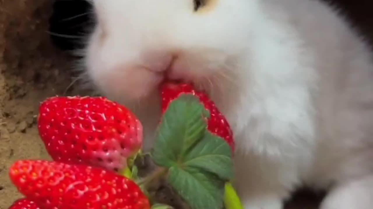 Rabbit and Strawberries (Rabbit videos)