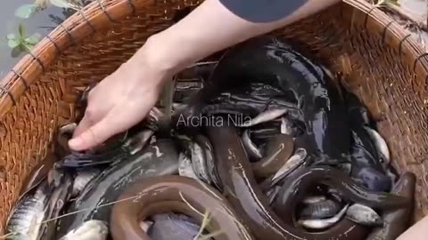Fishing Skill Video #amazingvideo #fishinglife #fish #fishing #funniestvideos #funniest