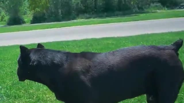 Cane Corso DESTROYS Bully Attitude #shorts #bully #pitbull