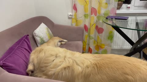 Golden Retriever and Puppy Playing on the Sofa