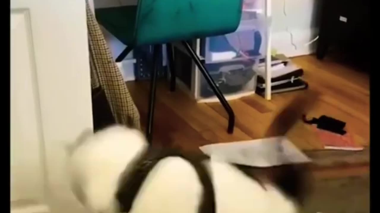 funny animales