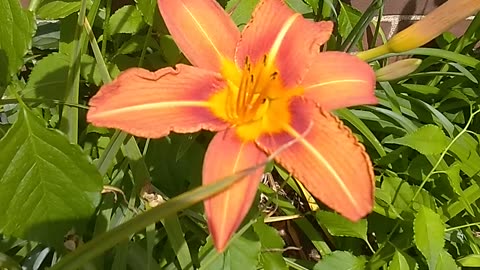 Orange day lilies