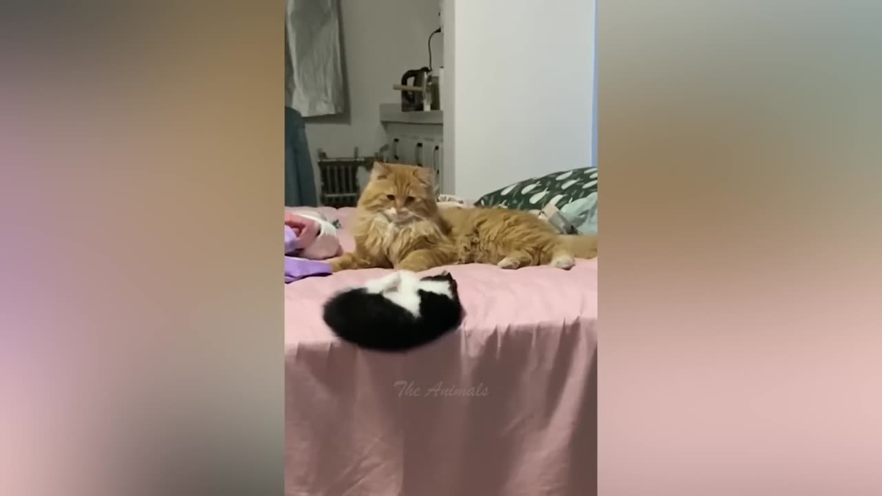 Best Funny Animal Videos Of The 2023 π€£ - Funniest Cats And Dogs Videos πΊπ (8)