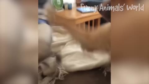 Funniest Dogs And Cats Videos 😅 - Best Funny Animal Videos 2022😇