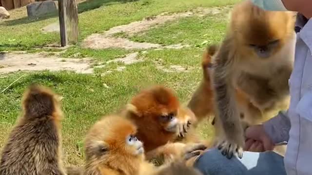 The monkey is in a hurry