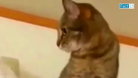 🤣😜.... Funny Animals Video 2022 (Part-5)