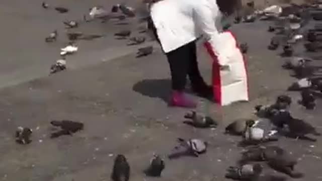 Woman give food to pigeons