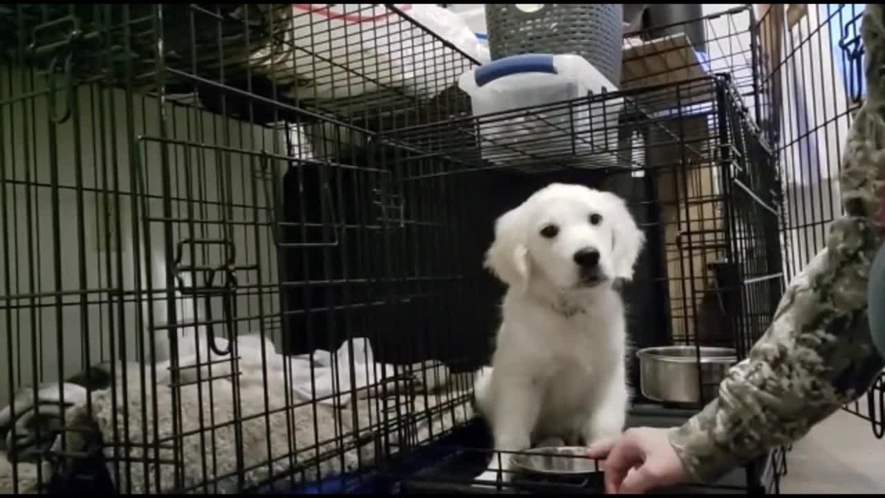 Joey, English Golden Retriever puppy in training