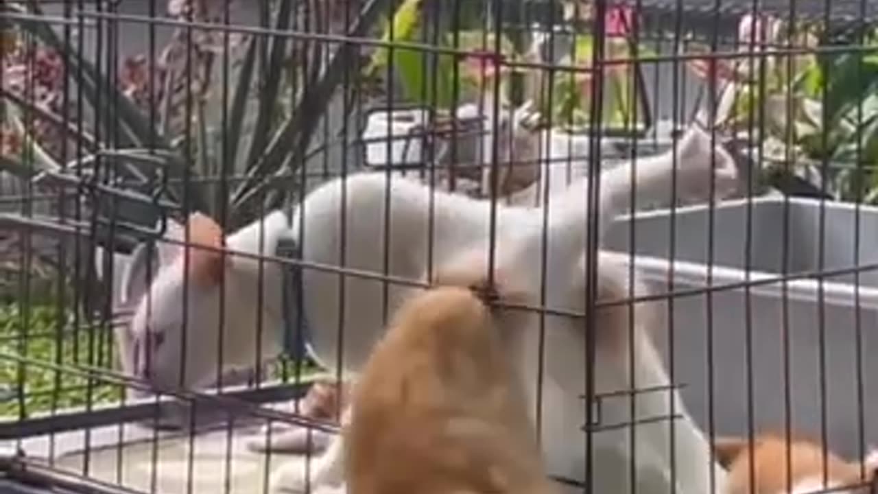 Funny Animal Videos 2024😂- Funniest Cats And Dogs Videos -- Animal Funny Moments