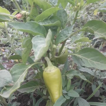 Hot pepper!