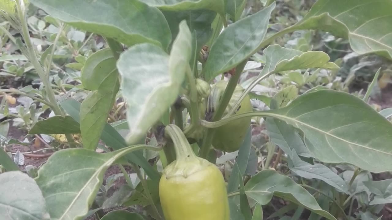 Hot pepper!