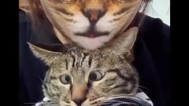 Funny Animals Videos #6