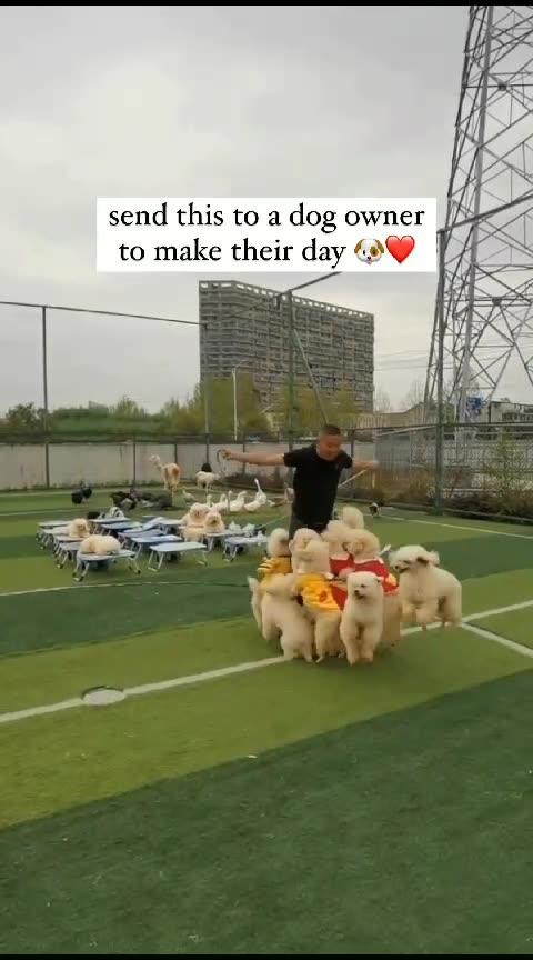 Having a wonderful day with my lovely puppies