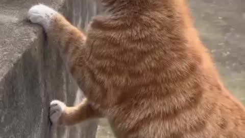 Cute and naughty cats by mr innocent