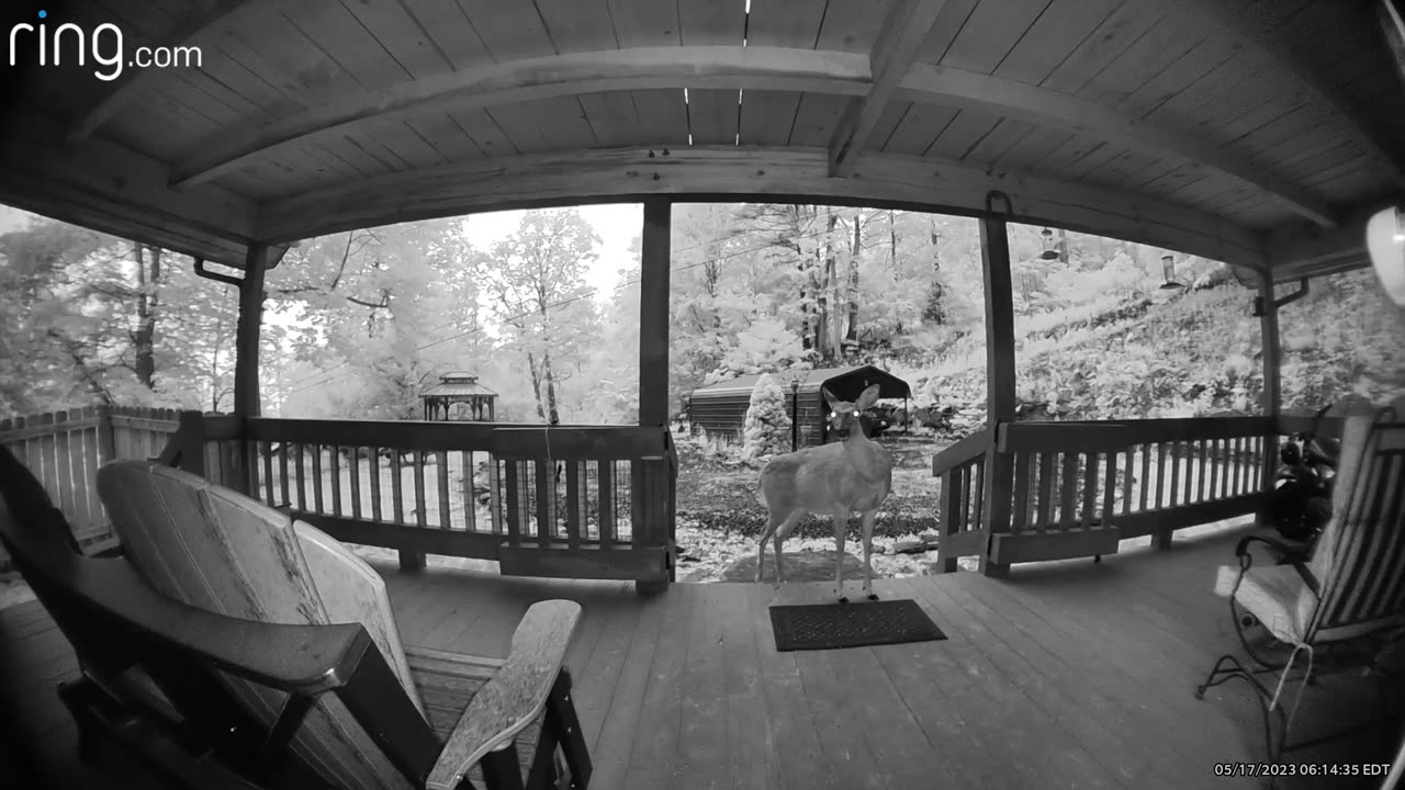 Deer 🦌 NW NC at The Treehouse 🌳 Lady’s first visit in three days / Too much human activity lately