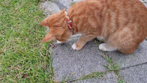 A cute cat playing in the yard