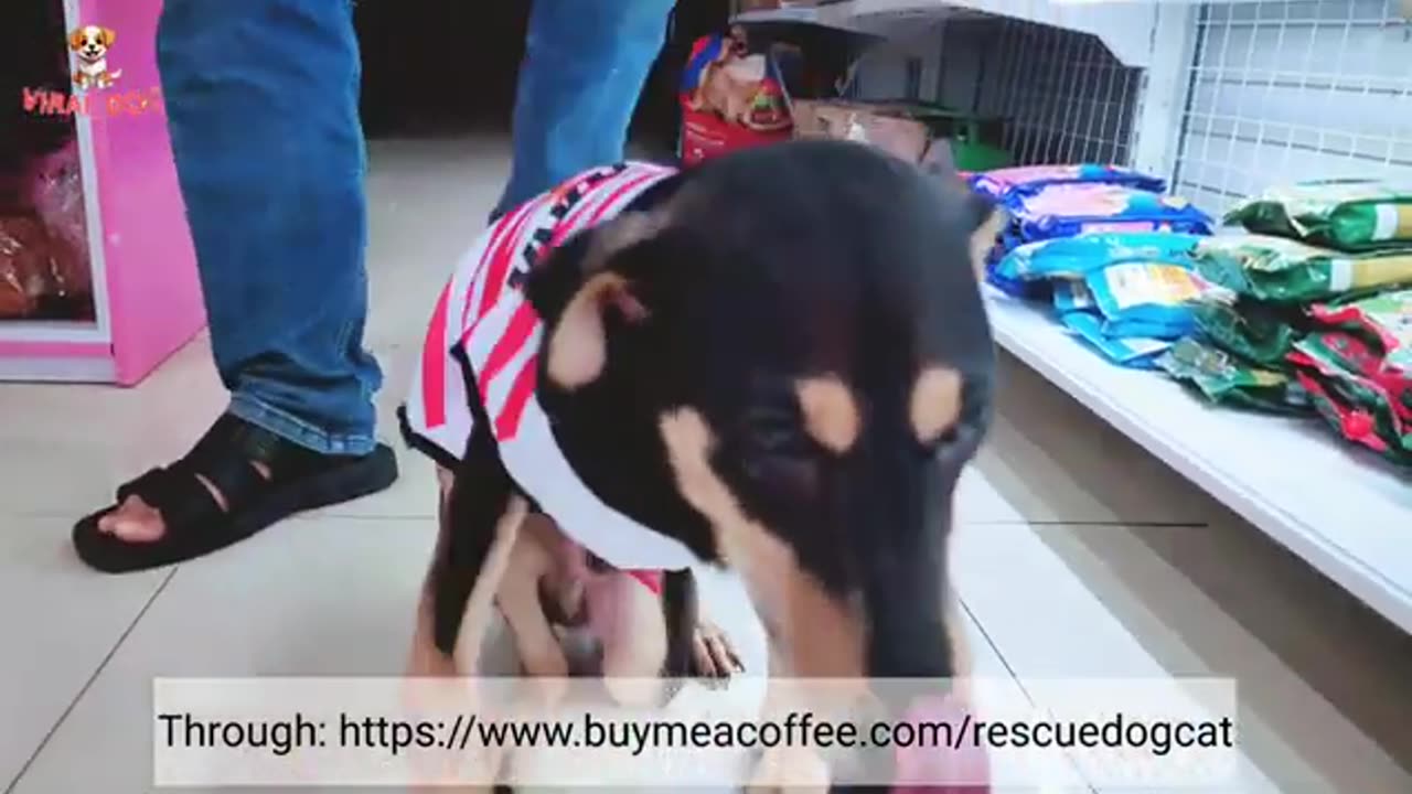 Abandoned Handicapped Dog Still Finding For New Home and Would You Help? | Viral Dog