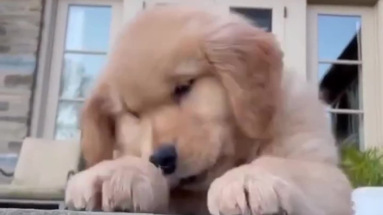 Puppy wants help down the Stairs!