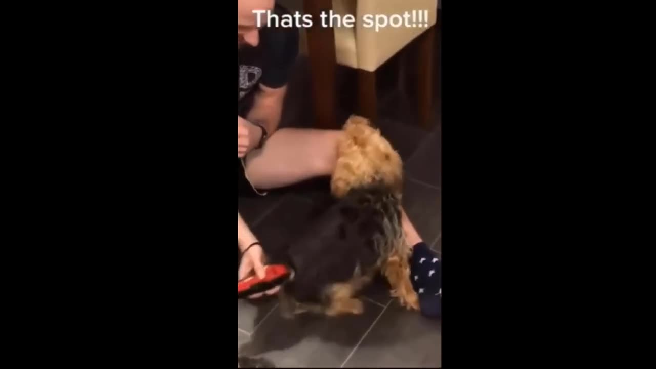 Best Funniest Videos of Cats and Dogs 2024 #1