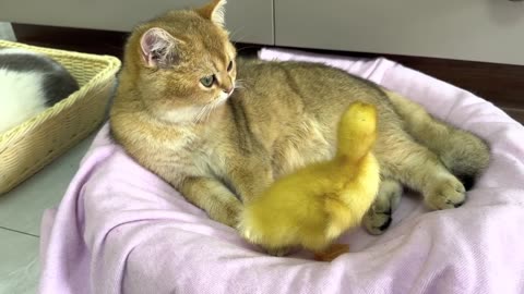 The kitten takes the duckling to see the big world o