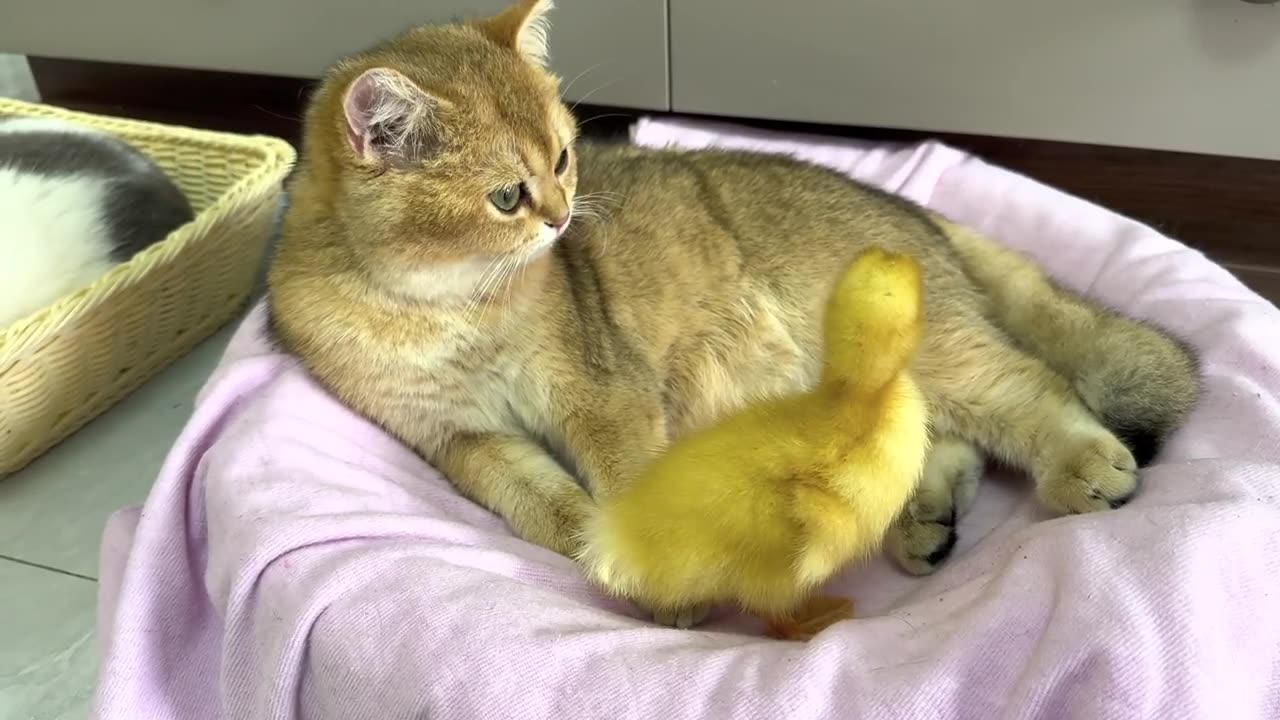 The kitten takes the duckling to see the big world o