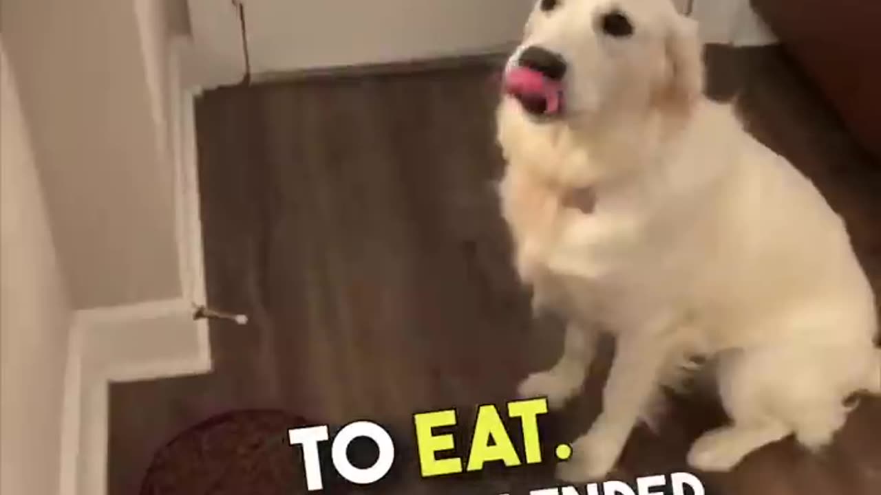 This dog is trained too well