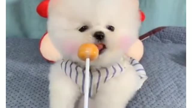 Are the lollipops tasty