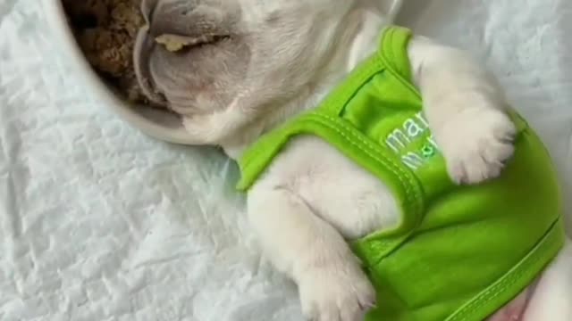 Puppy Nibbles