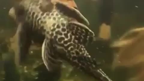 Turtle Riding a Fish