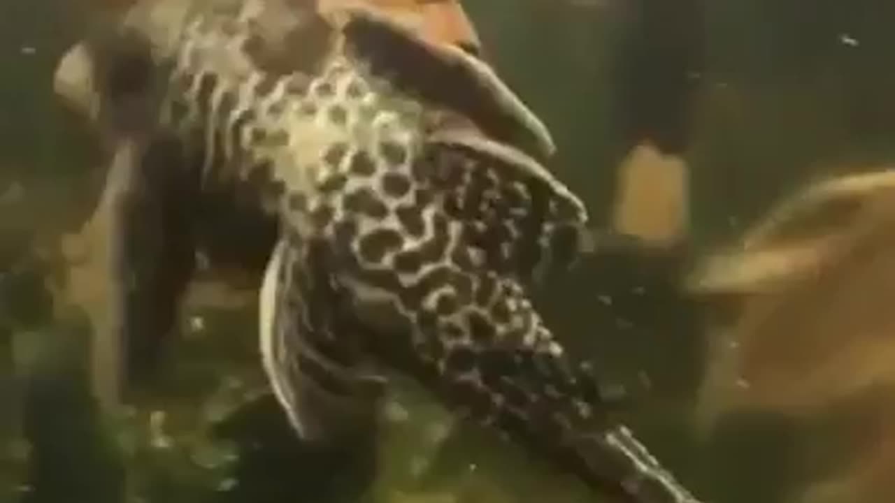 Turtle Riding a Fish