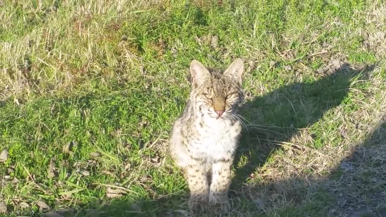 Curious Young Bobcat