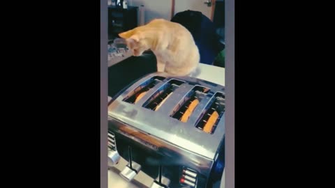 Funniest Dogs and Cats Videos 😁 #6