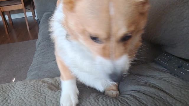 Corgi morning play