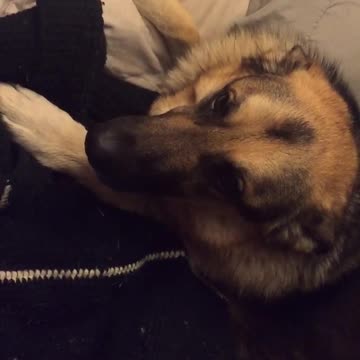 Selfish German Shepherd refuses to let owner in bed