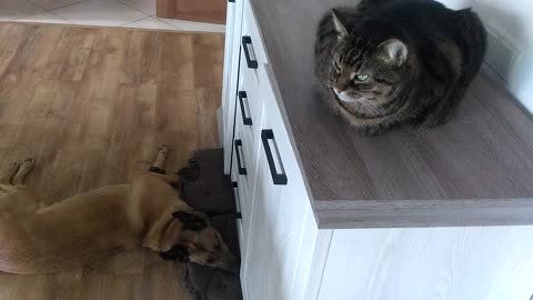 cat and dog rest after dinner
