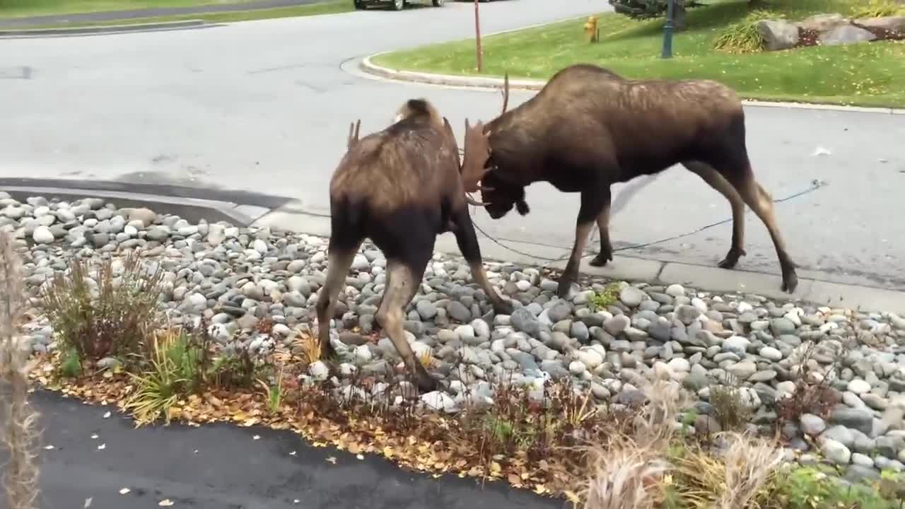 Watch Moose Fight in a Quiet Alaska Suburb _ National Geographic