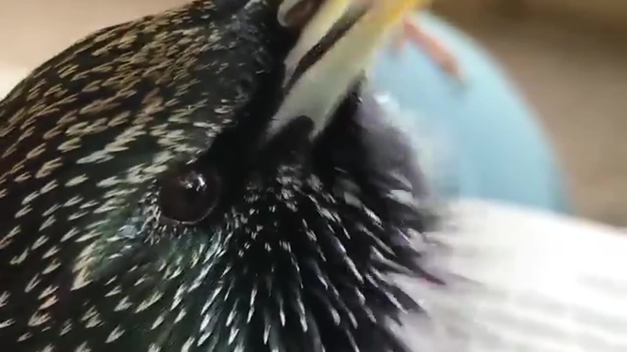 Did you know that starlings can beatbox? 🎶🐦🔊